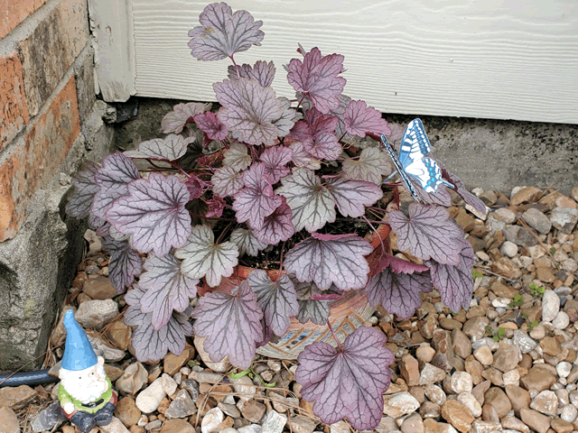 My Coral Bells Plant